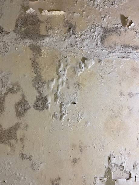 Mold Remediation for Historic Buildings