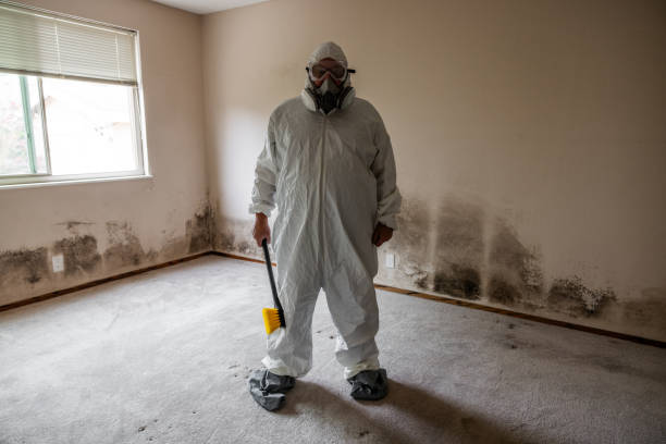 Trusted St Albans, VT Mold Remediation Experts